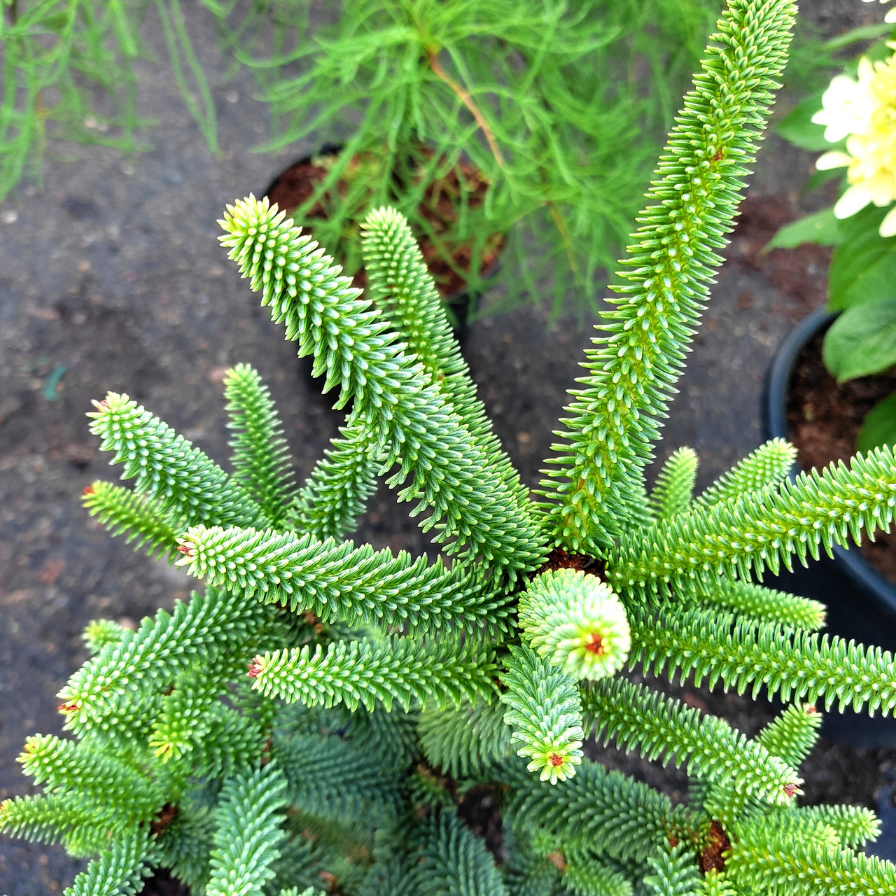 Ялиця іспанська Фастігіата / h 30-40 / Abies pinsapo Fastigiata