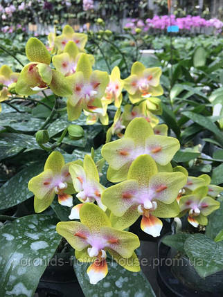 Орхідея Ароматний Метелик Phal. Love Kiss (Green Batman) 5016 підліток, фото 1