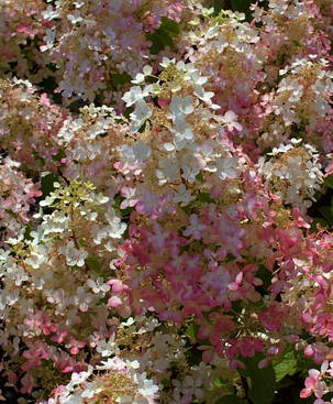 Гортензія волотиста Ерлі Гаррі \ Hydrangea paniculata Early Harry( саджанці 1 рік) Новинка, фото 1