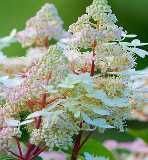 Гортензія волотиста Ерлі Гаррі \ Hydrangea paniculata Early Harry( саджанці 1 рік) Новинка, фото 3