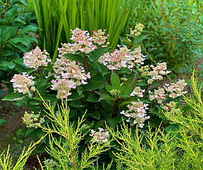 Гортензія волотиста Ерлі Гаррі \ Hydrangea paniculata Early Harry( саджанці 1 рік) Новинка, фото 4