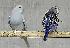 Папуга Хвилясте домашнє розведення