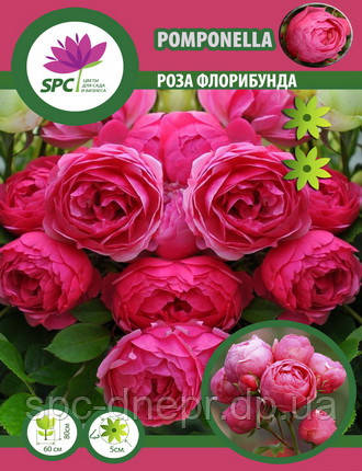 Троянда флорибунда Pomponella, фото 1