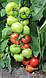 Насіння томата Беллфорт F1/Bellfort F1 500 насіння Enza Zaden, фото 2