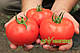 Насіння томата Беллфорт F1/Bellfort F1 500 насіння Enza Zaden, фото 3
