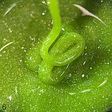 DANNY FLASH BUILDER GEL №06 15 ml