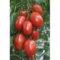 Сливовидный високорослий томат