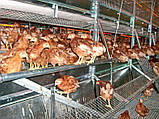 Обладнання для птаства Facco Poultry Equipment, фото 3