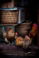 Обладнання для птаства Facco Poultry Equipment