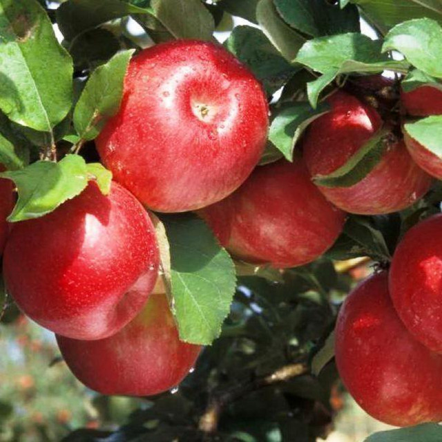 зимові дерева