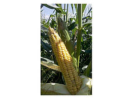 Кормова лякурудза