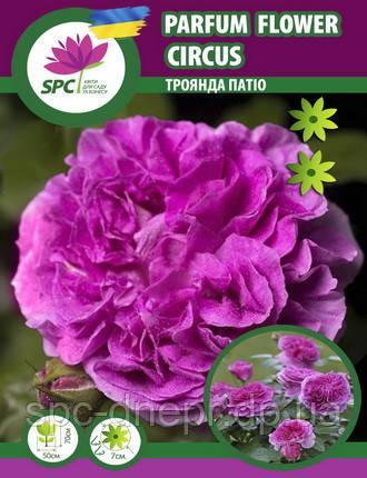 Троянда патіо Parfum Flower Circus, фото 1