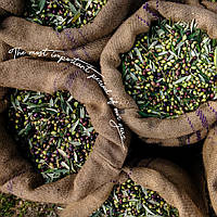 Грецька оливкова олія: дар богів із багатовікової історією