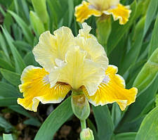 Ірис карликовий П'єро. У контейнерах 0.5 л.