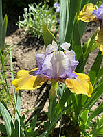 Ірис карликовий Блю хат бой. У контейнерах 0.5 л.