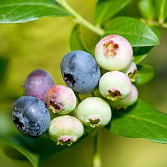 Саджанці лохини Блюголд (Bluegold) 5 річні, конт. 25 л