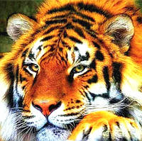 Алмазна мозаїка Тигр 25*35см круглі камені за номерами (Розмір полотна 30 *40 см)