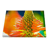 Набір постерів Riviera Blanca Дикий квіт (PS-055) 3 шт в наборі, фото 3