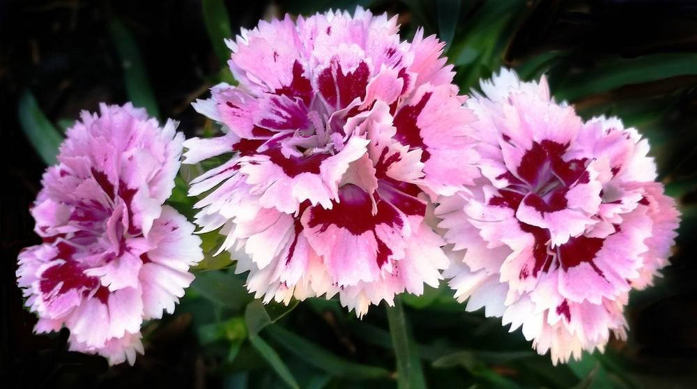 

Гвоздика Махровая "Sunflor Megan"
