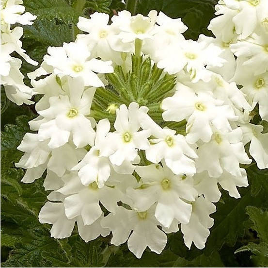 

Ампельная вербена Obsession Cascade 5 шт Syngenta Голландия White