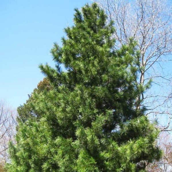 

Сосна корейська - корейський кедр(трьохрічні сіянці)