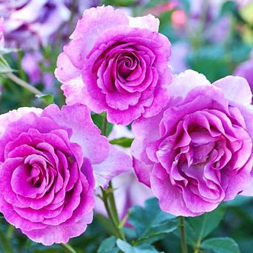 

Саженцы плетистой розы "Violette Parfume" (Виолет Парфюмерия)