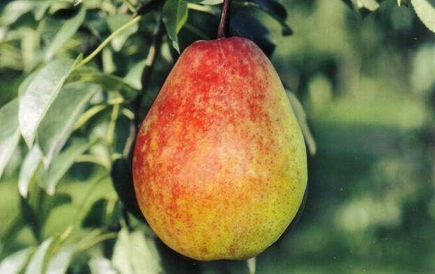 

Груша Лесная красавица