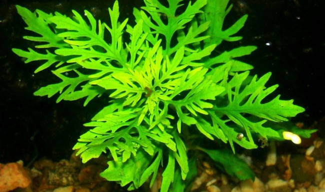 

Гигрофила синема