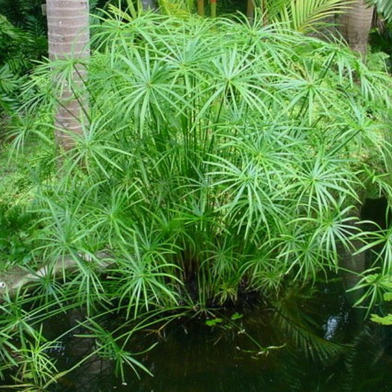 

ЦИПЕРУС, СЫТЬ (взрослый куст с голыми корнями)