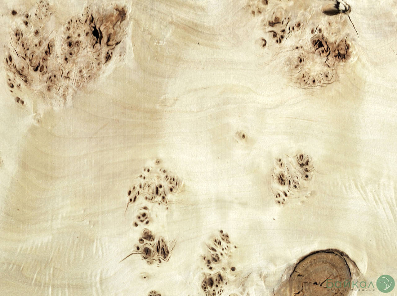 

Шпон капа Тополь Очковый 0,6 мм - Logs/ Singl