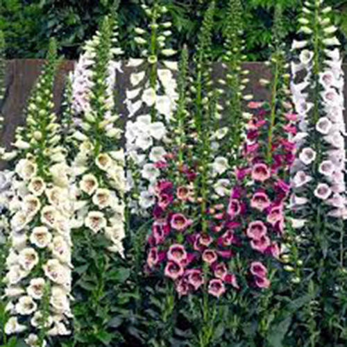 

Наперстянка (Контейнер: 2 л; Саженец: кореневище)