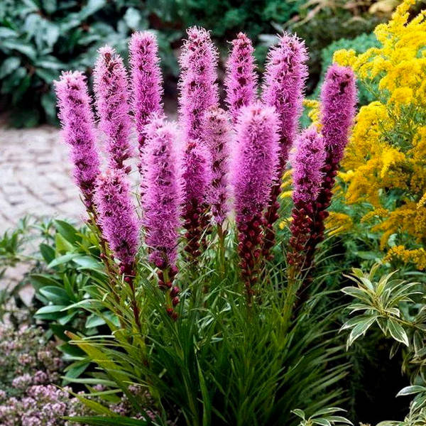 

Лиатрис Spicata