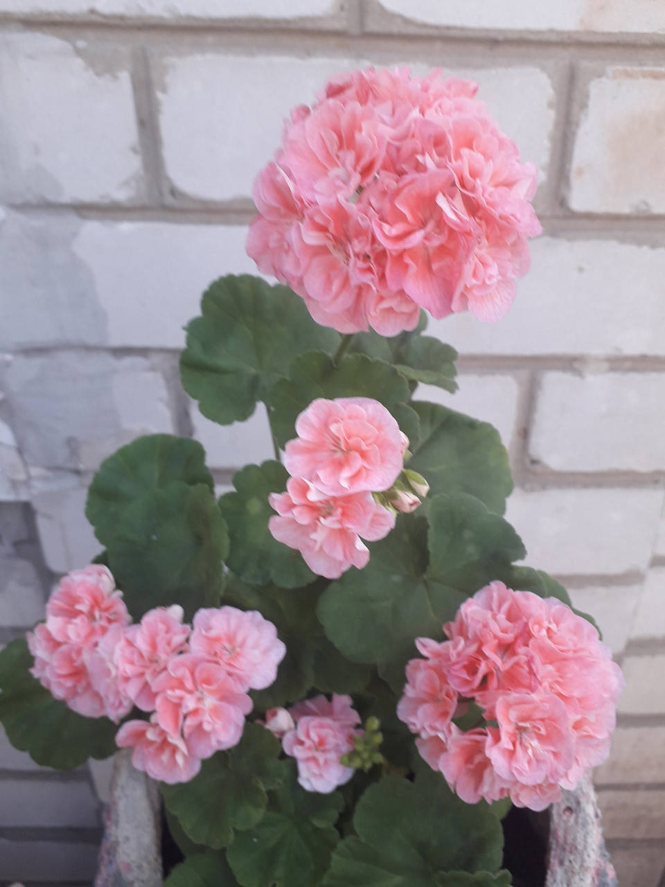 

Пеларгония "Jip's Pilgrim Rosy" (герань, калачик №197)