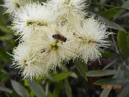 

Каллистемон Callistemon salignus 4 сем