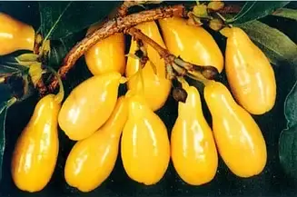 

Кизил Янтарний саджанец