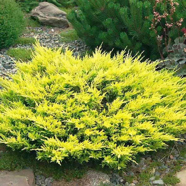 

Саженцы Можжевельника среднего Олд Голд (Juniperus x pfitzeriana Old Gold) Р9