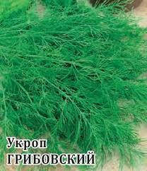 

Семена укроп Грибовский кустовой 1кг на вес от производителя