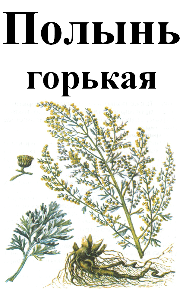 

Полынь горькая, 30 грамм