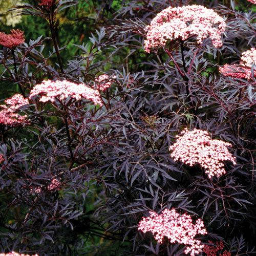 

Бузина черная Блэк Лэйс, Sambucus nigra Black Lace