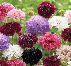 

Семена цветов Скабиоза смесь, Разные цвета