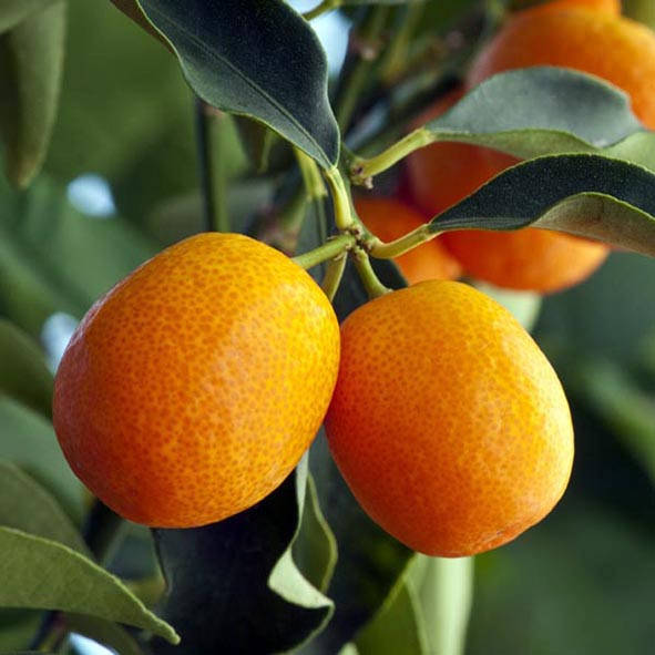 

Кумкват "Мейва" (F. crassifolia "Meiwa") до 20 см. Комнатный