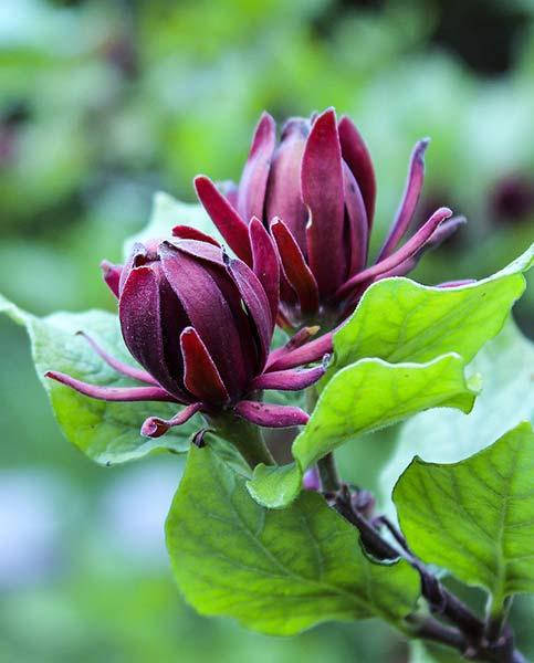 

Каликантус цветущий - восточный сладкий кустарник- Calycanthus floridus семена, Бордовый