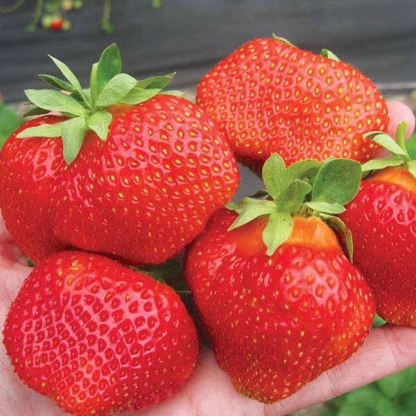 

Саженцы клубники "фриго" сорта "Румба"(Rumba Strawberry)