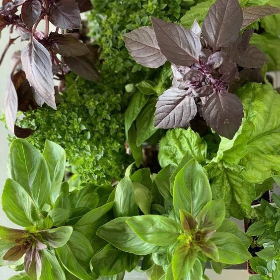 

Базилик Смесь для гурманов - 0,3 г