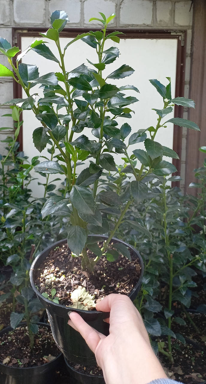 

Падуб гостролист Мезерва Хекенфі / Ilex meserveae Heckenfee®, С2 (2 л), 3-річна
