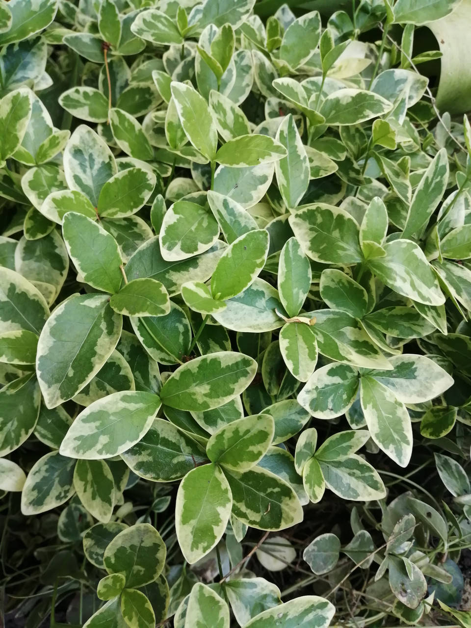 

Барвинок Variegata, саженец 2 шт