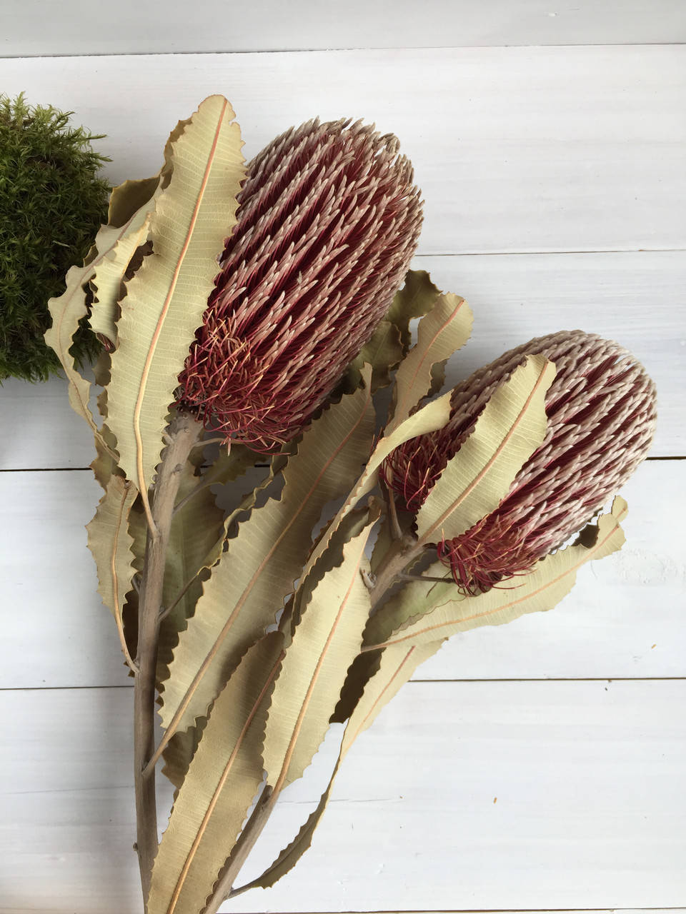 

Банксия сухоцвет Banksia