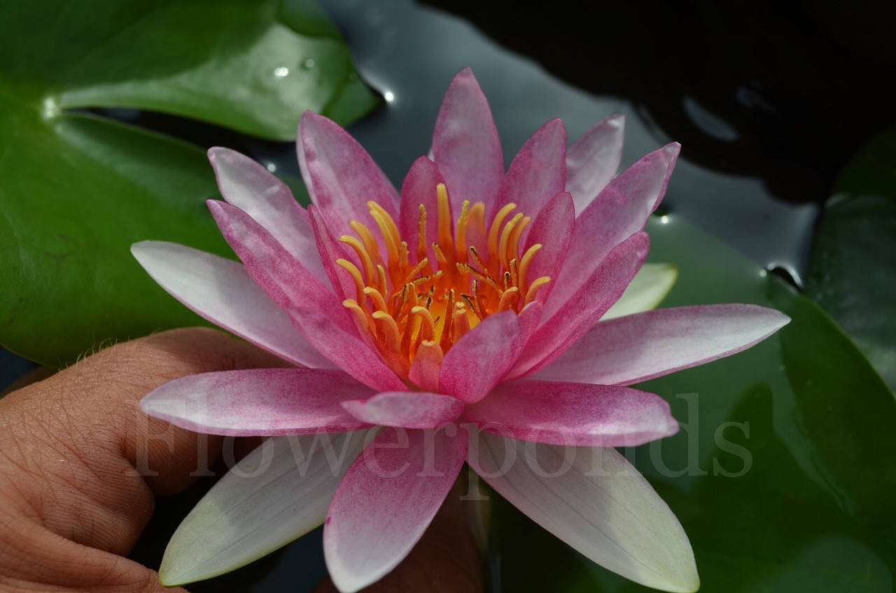 

Нимфея «Rosea Prolifera»