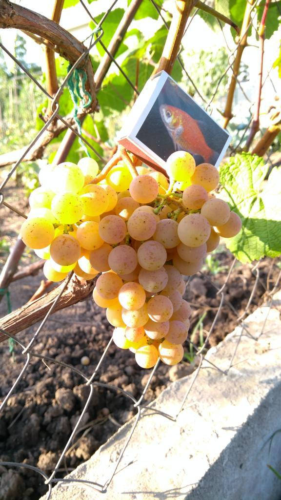 

Черенки винограда Дублянский