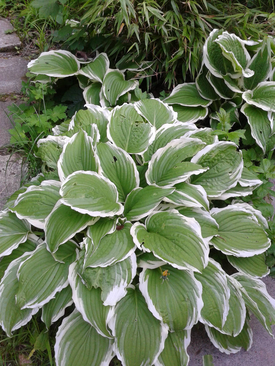 

Хоста Albo-marginata в контейнерах Р9